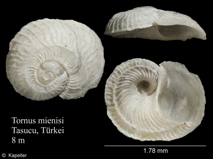 Tornus mienisi Tornus mienisi