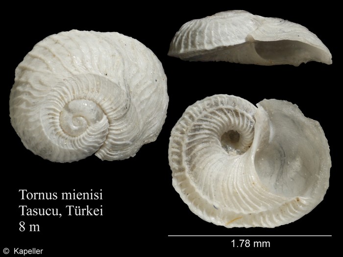 Tornus mienisi