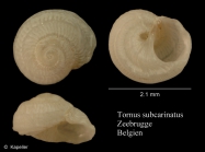 Tornus subcarinatus