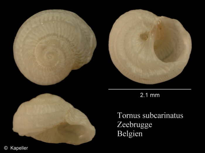 Tornus subcarinatus Tornus subcarinatus
