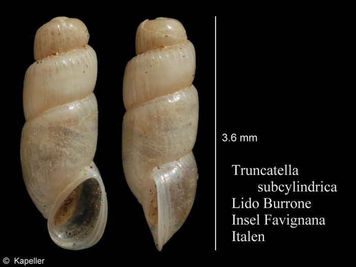 Truncatella subcylindrica