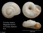 Caenogastropoda