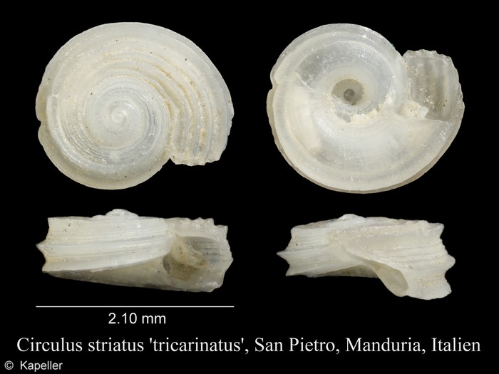 Circulus striatus