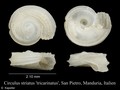 Mollusca (molluscs)