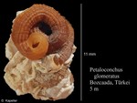 Petaloconchus glomeratus