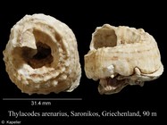 Thylacodes arenarius