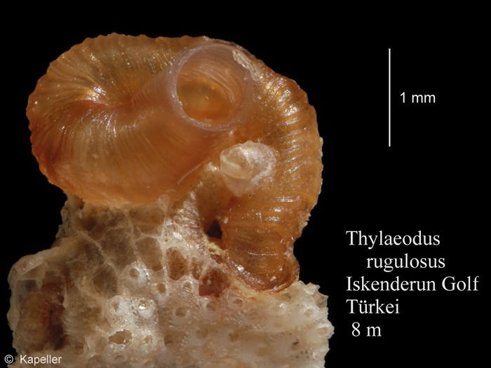 Thylaeodus rugulosus