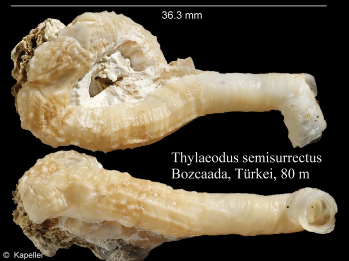 Thylaeodus semisurrectus