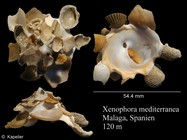 Xenophora mediterranea