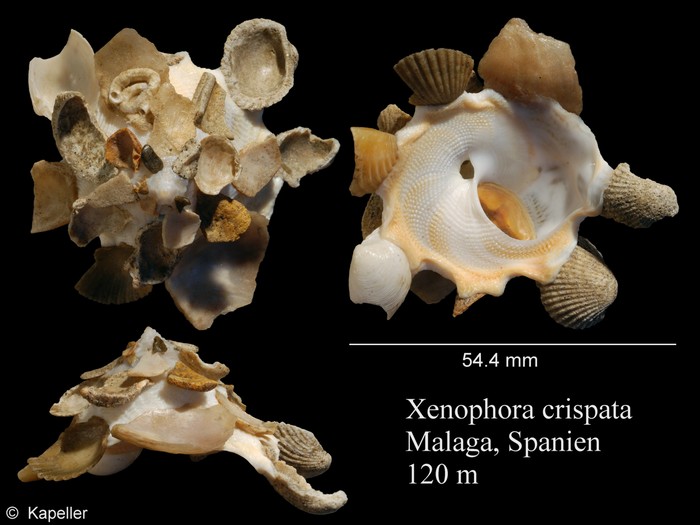 Xenophora mediterranea