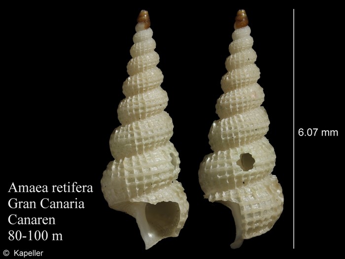 Amaea retifera