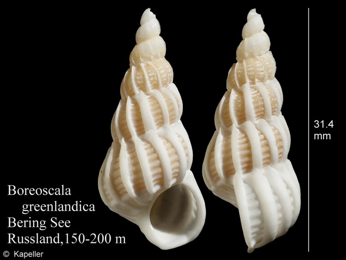 Boreoscala greenlandica