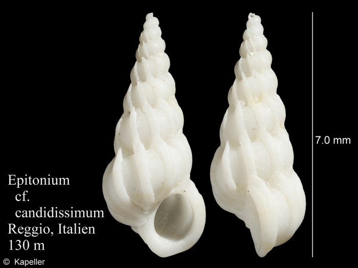 Epitonium candidissimum Epitonium candidissimum