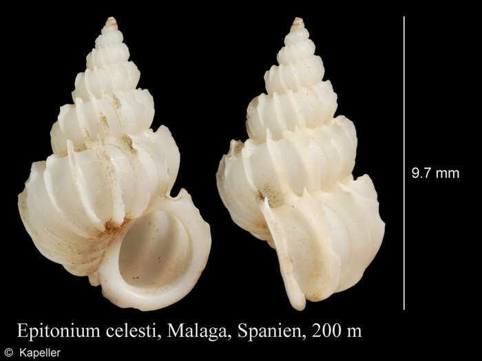 Epitonium celesti Epitonium celesti