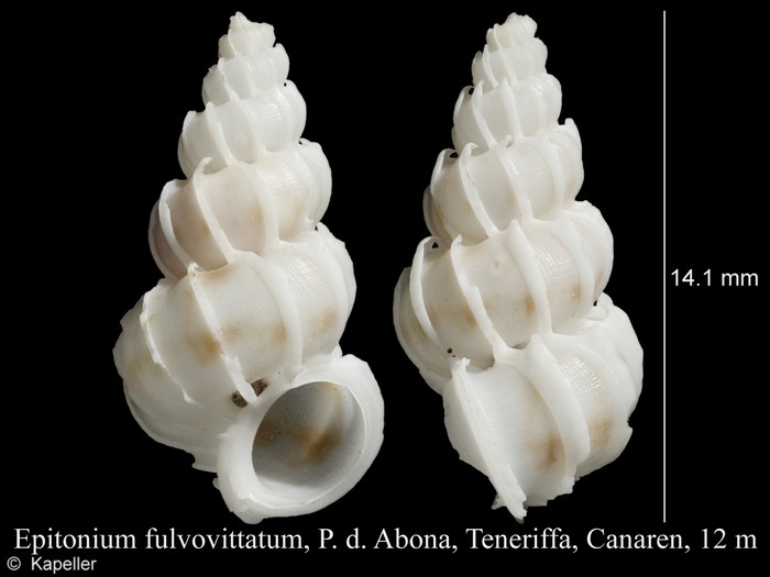 Epitonium fulvovittatum Epitonium fulvovittatum