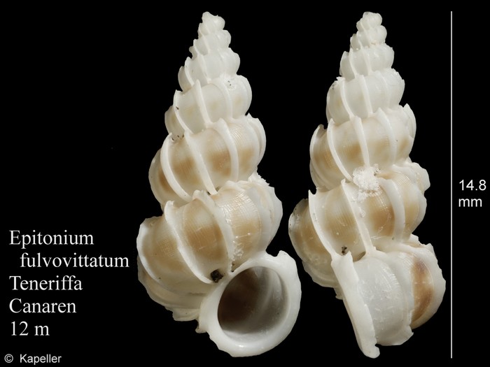 Epitonium fulvovittatum Epitonium fulvovittatum