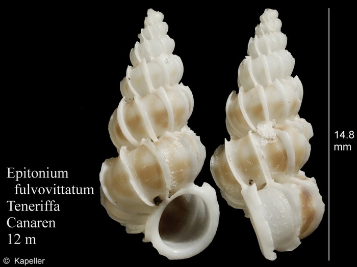 Epitonium fulvovittatum