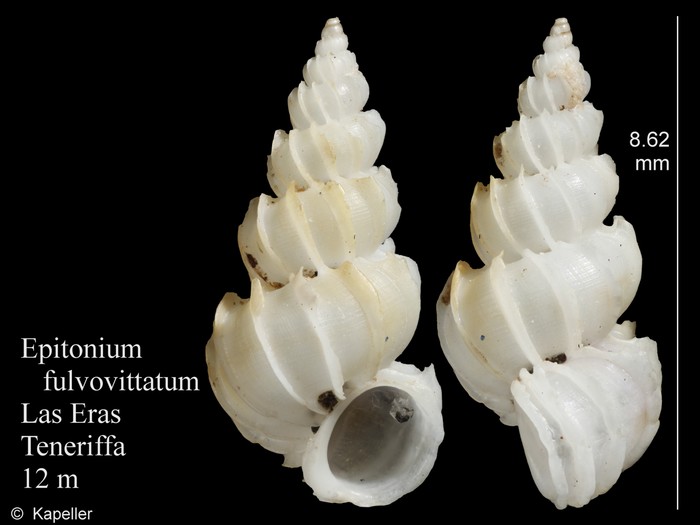Epitonium fulvovittatum Epitonium fulvovittatum
