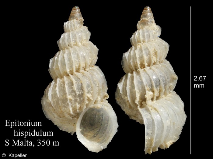 Epitonium hispidulum Epitonium hispidulum