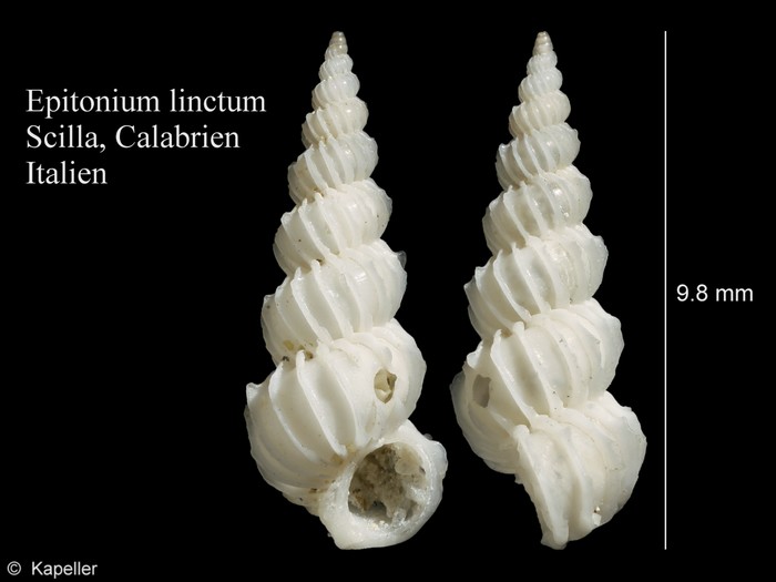 Epitonium linctum Epitonium linctum
