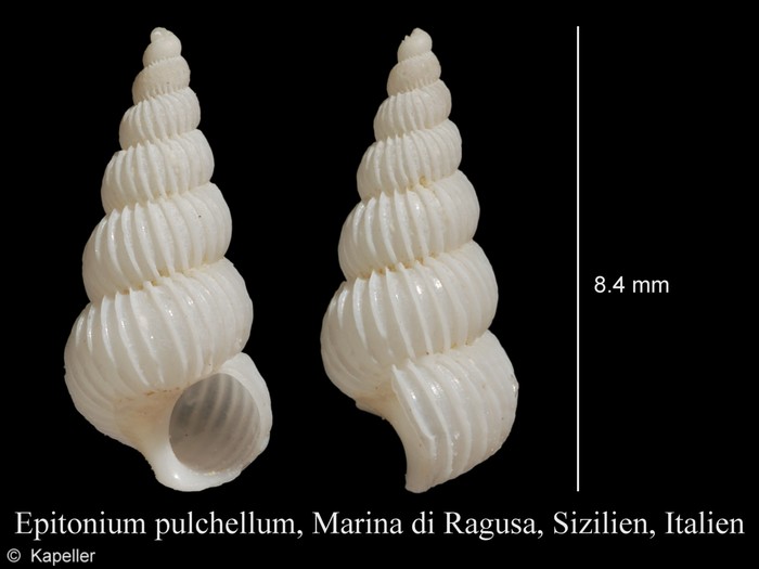 Epitonium pulchellum