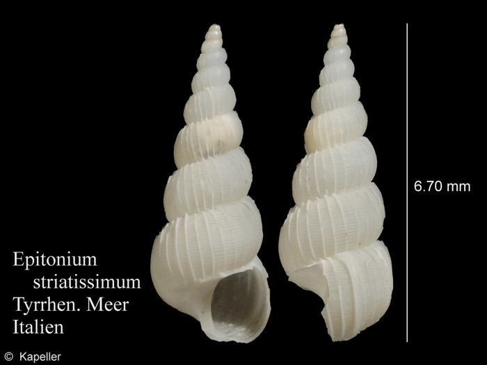 Epitonium striatissimum Epitonium striatissimum