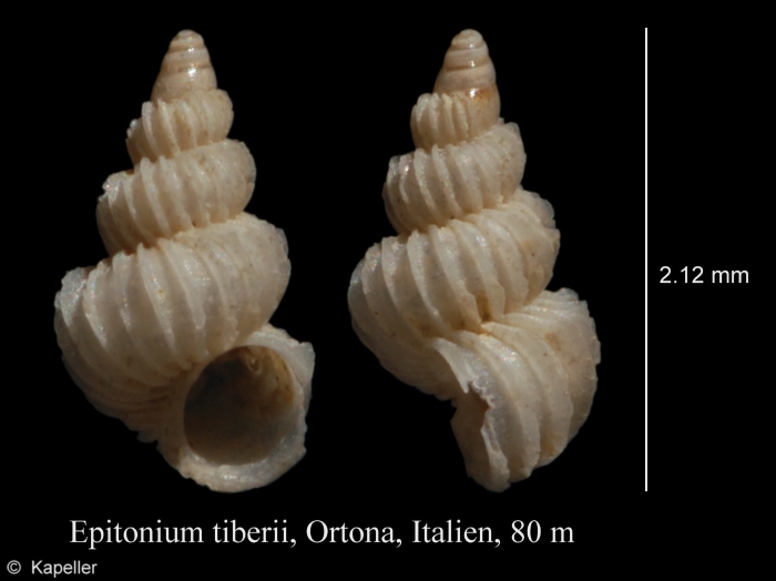 Epitonium tiberii