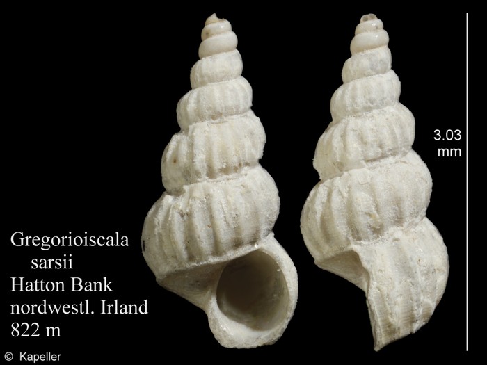 Gregorioiscala sarsii Gregorioiscala sarsii