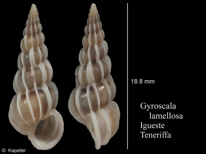 Gyroscala lamellosa Gyroscala lamellosa