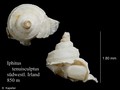 Mollusca (molluscs)