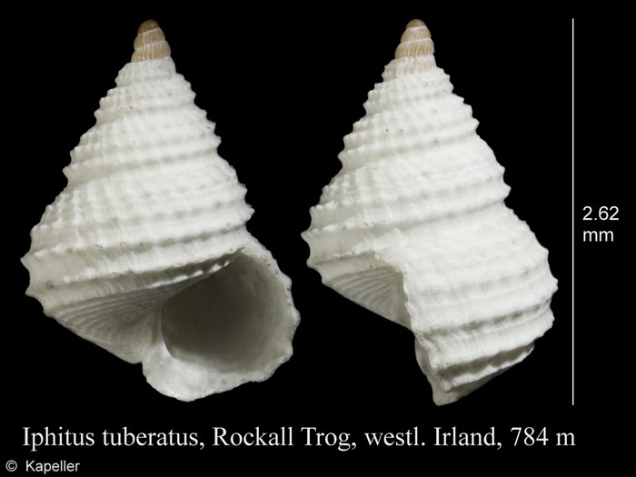 Iphitus tuberatus