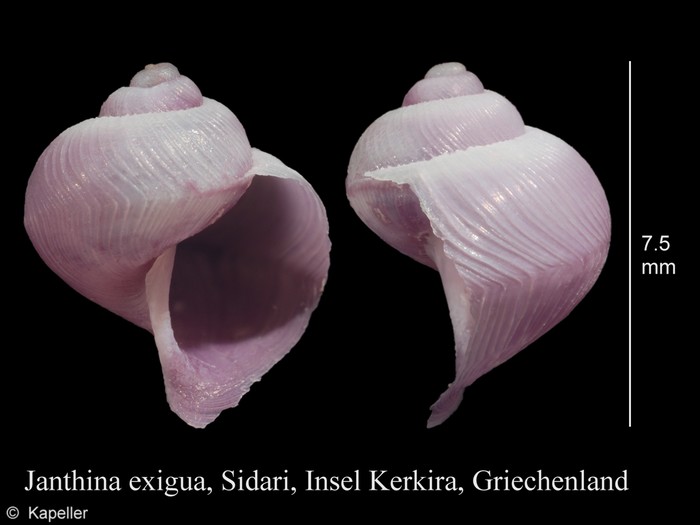 Janthina exigua Janthina exigua