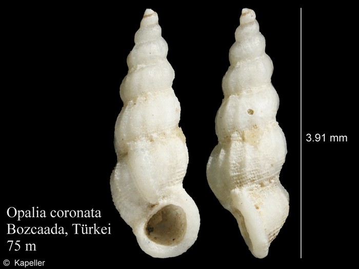 Opalia coronata Opalia coronata
