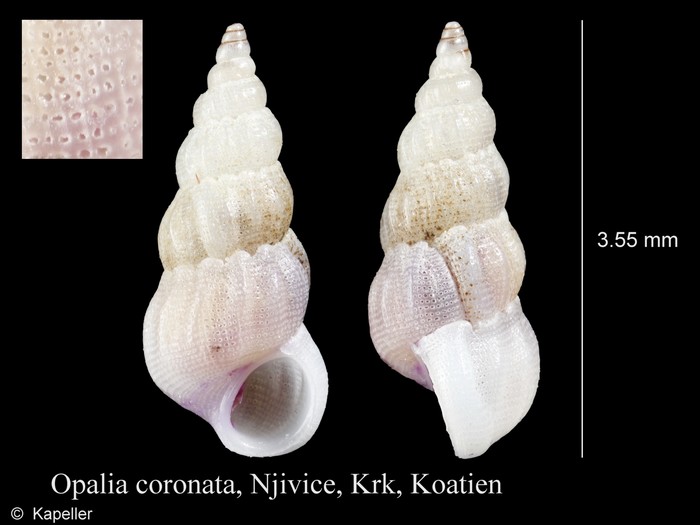 Opalia coronata Opalia coronata