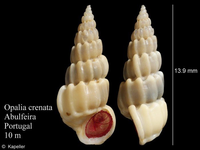 Opalia crenata Opalia crenata
