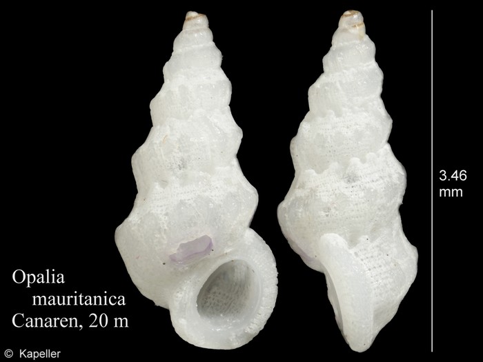 Opalia mauritanica