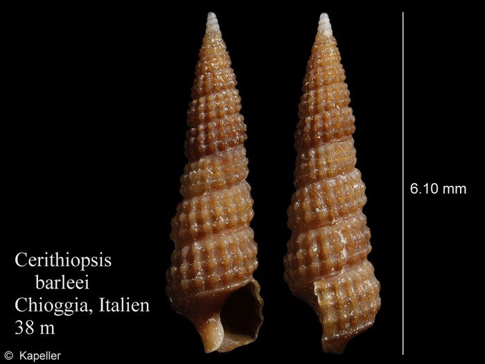 Cerithiopsis barleei