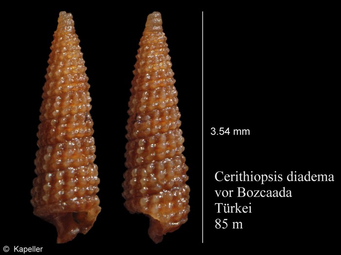 Cerithiopsis diadema Cerithiopsis diadema