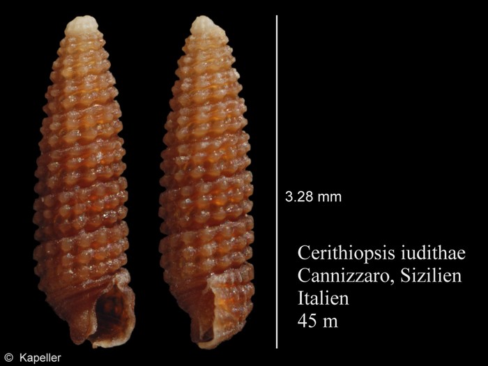 Cerithiopsis iudithae Cerithiopsis iudithae