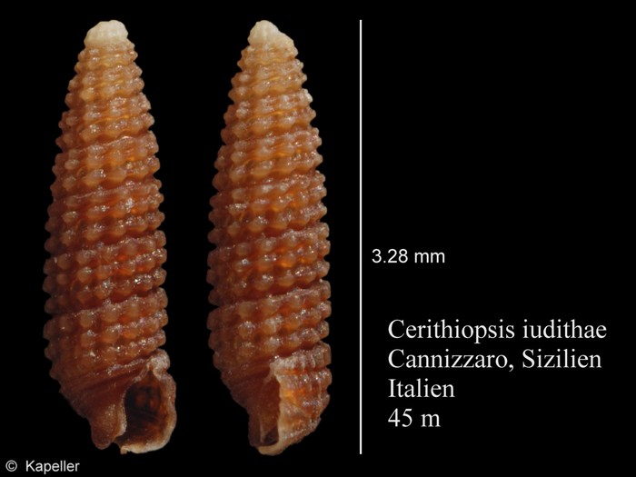 Cerithiopsis iudithae