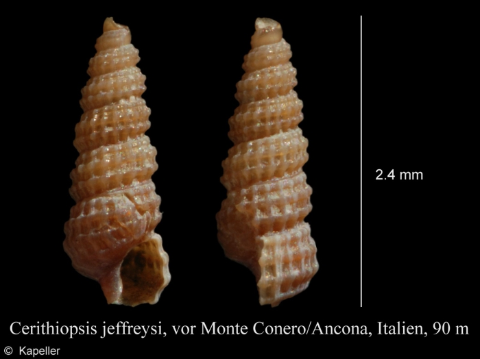 Cerithiopsis jeffreysi Cerithiopsis jeffreysi