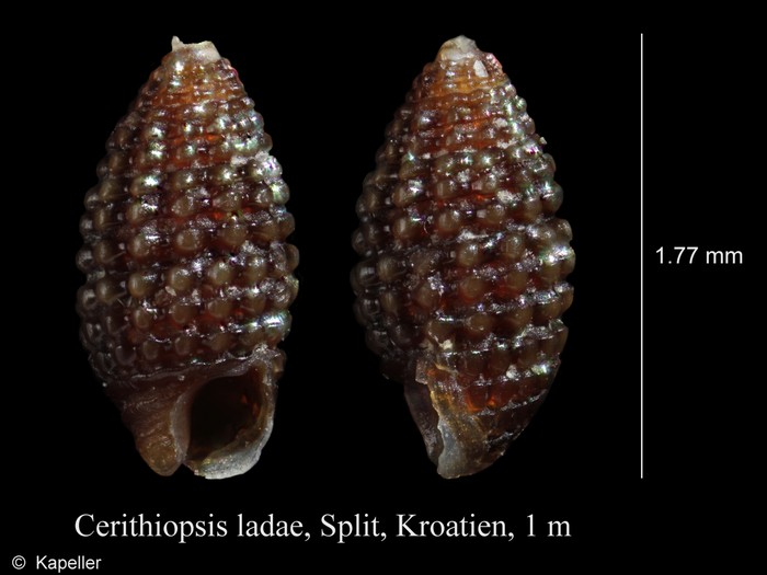 Cerithiopsis ladae Cerithiopsis ladae