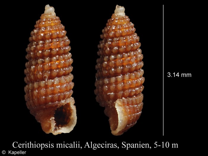 Cerithiopsis micalii Cerithiopsis micalii