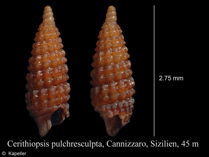 Cerithiopsis pulchresculpta Cerithiopsis pulchresculpta