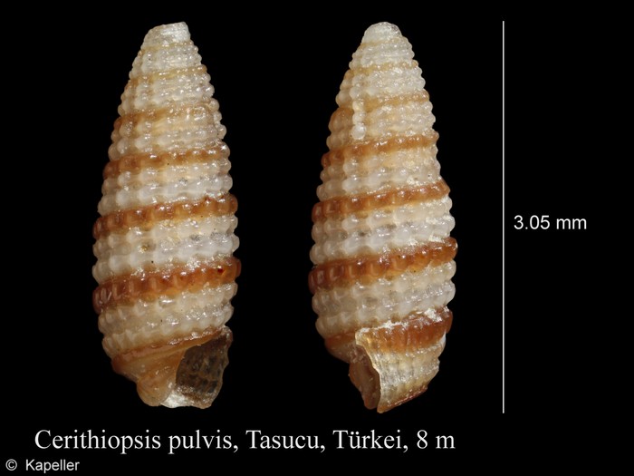 Cerithiopsis pulvis Cerithiopsis pulvis