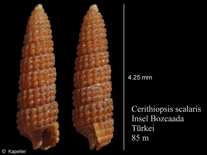 Cerithiopsis scalaris Cerithiopsis scalaris