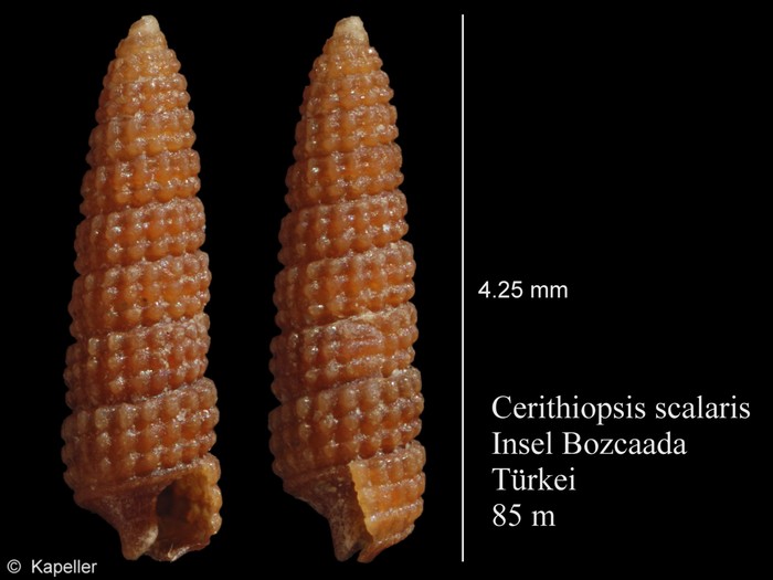 Cerithiopsis scalaris