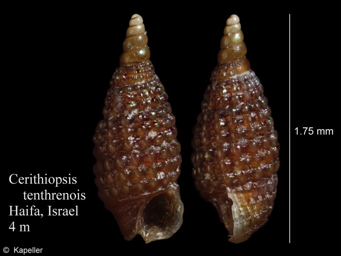 Cerithiopsis tenthrenois Cerithiopsis tenthrenois
