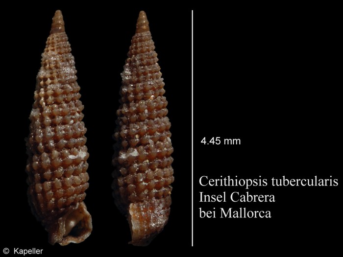 Cerithiopsis tubercularis