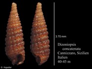 Dizoniopsis concatenata